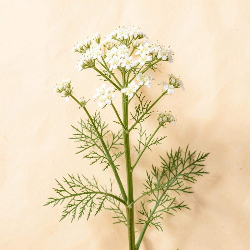 Yarrow
